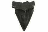 Serrated, Fossil Great White Shark Tooth - South Carolina #340321-1